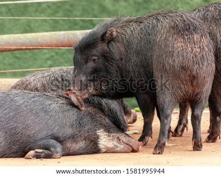 Wild boar couple resting in the shade on a very hot day.