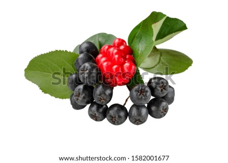 Schisandra chinensis or five-flavor berry. Aronia or chokeberry. Fresh red and black ripe berry on white.