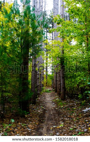 A trail in conifer forest in late summer Michigan