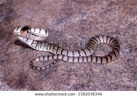 Juvenile Eastern Brown Snake in defensive posture