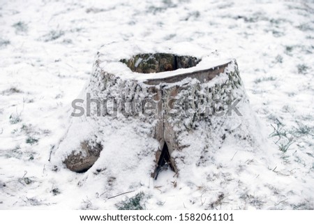 Stump under the snow in the winter forest. Empty stump