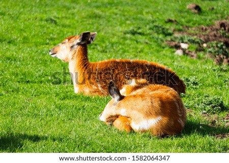 A selective focus shot of cute deers relaxing in the middle of the day in the middle of the park