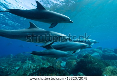 The school of dolphins
Underwater photography
