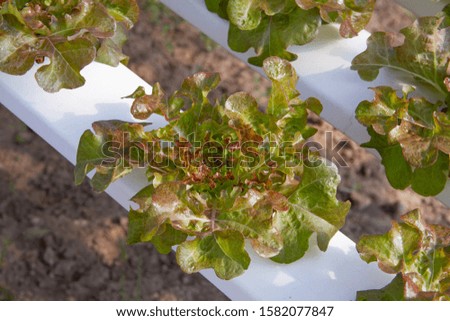 Red oak lettuce grown in a hydroponic system