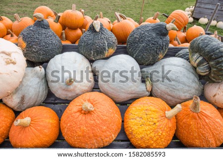 A closeup photo of dark green, white, and orange squash and pumpkins on display at a fall farmers' market.