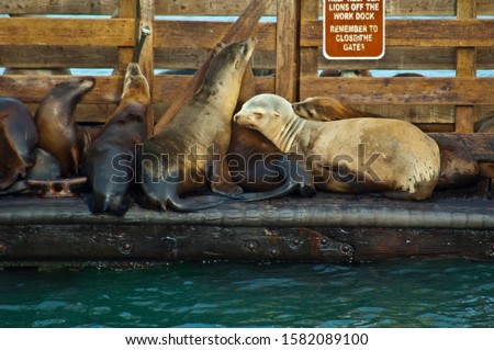 California Sea Lions lounge on the work dock at Avila pier
