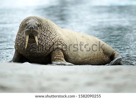 Walrus relaxing in the arctic
