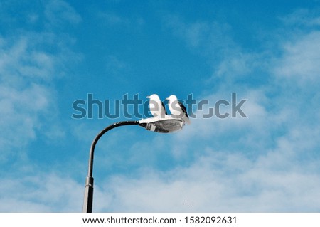 duo bird in the lamp