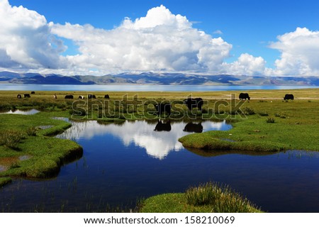 Grasslands of yak