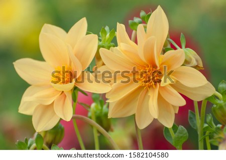Yellow dahlias also called geraniums. Originally from Mexico since the Aztecs with over 15 species. (Dahlia bordered Kenora Macop, Dahlia Multicolored Decorative mix, Lady Darlene, Thomas Edison)