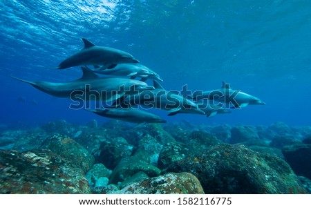 The school of dolphins
underwater photography