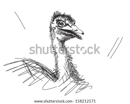 Hand drawn ostrich