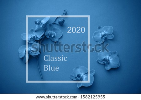 Frame of beautiful orchid flowers.  Color of  year 2020 Classic Blue pantone