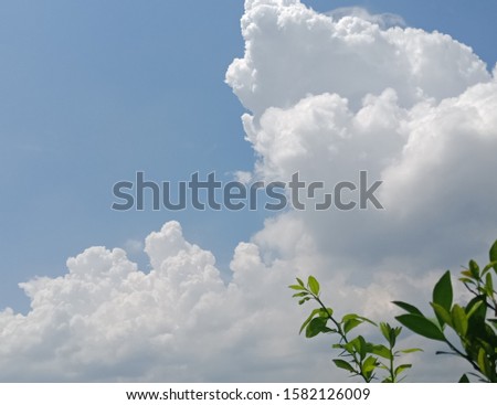 at the tip of the green leaves with a beautiful sky background, blue clouds and pure white