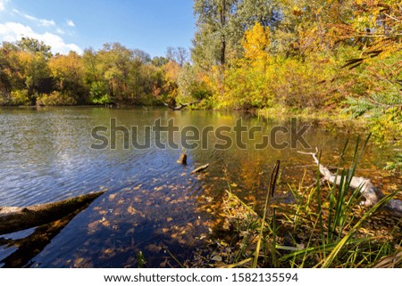 Pond. Beautiful autumn forest along the banks. Good sunny day for outdoor recreation.