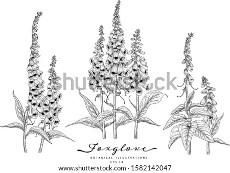 Sketch Floral Botany Collection. Foxglove flower drawings. Black and white with line art on white backgrounds. Hand Drawn Botanical Illustrations. Nature Vector.