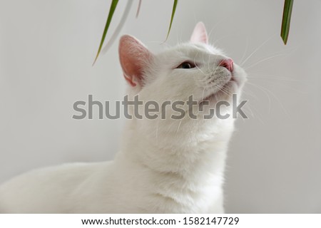 Beautiful white cat indoors. Professional animal photography