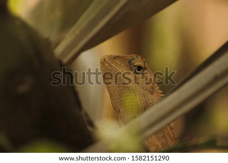 A bright lizard basks on a tree trunk. Thailand.
