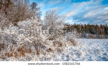 Large snowy meadow under a cloudy sky