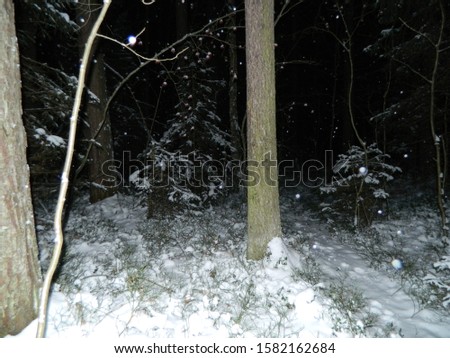 Winter forest at night with blueberry bushes peeking out from under the snow.