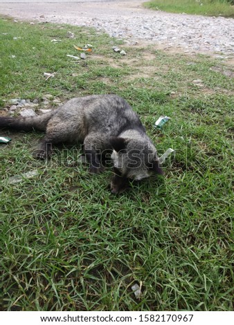 a picture of lethargy raccoon that escaped from its owner house.