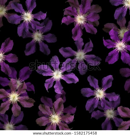 Beautiful floral background of purple clematis. Isolated