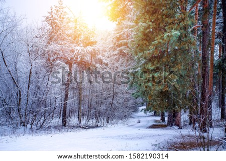 Beautiful winter landscape with snow covered trees in sunny day. Russian landscape.