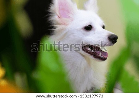 Pet Portrait Photography With Cute Face