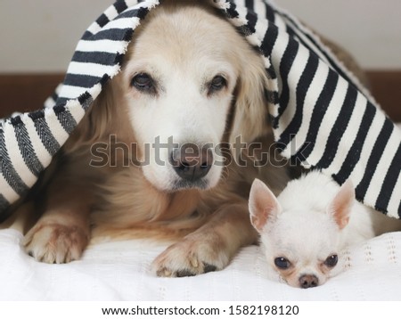 Two dogs in cold day , Close up image of golden retriever and chihuahua dog lying down in bed under black and white stripes blanket.