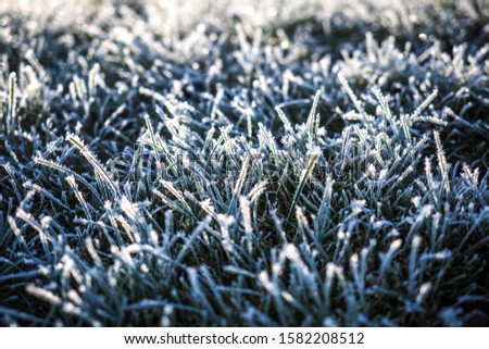 Winter wonderland, morning frost on the grass 