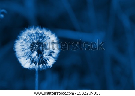 white fluffy dandelion on a background of green grass. background image. space for text