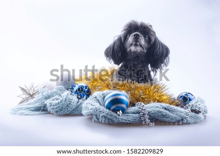 Christmas poodle with balls and tinsels on white background