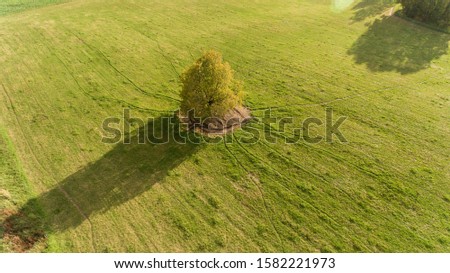 Tree of life on sunny field