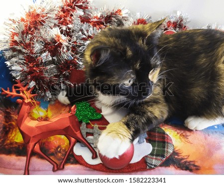 Christmas decorations, new year, cat