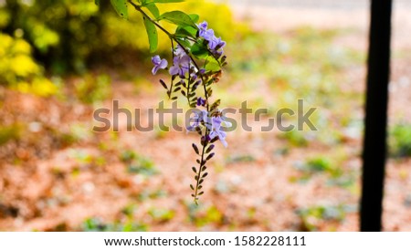 Duranta erecta or Sky flower close up