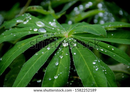 Wonderful picture of a dew  lying on the leaves of green plant and shining