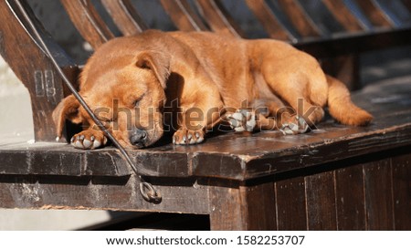 One sleeping dog doing the sunbath on one old wooden chair in the Chinese old town