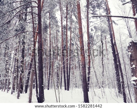 blurred winter background, selective focus for banner or substrate. frosty morning in the forest. Trees with snow in winter park