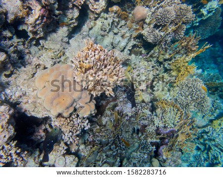 Colorful multicolored coral reef and fish in the Red Sea. Sharm El Sheikh, Egypt, Sinai Peninsula. The concept of outdoor activities, scuba diving. Underwater photo, selective focus.