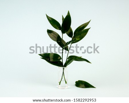 fresh green leaves in a vase on a blue background, laconic photo with a copy of the space, ecology, nature protection.