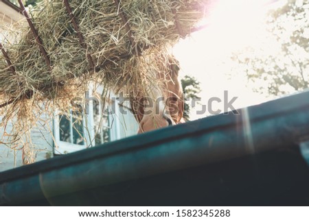 A closeup shot of a brown horse eating dried grass