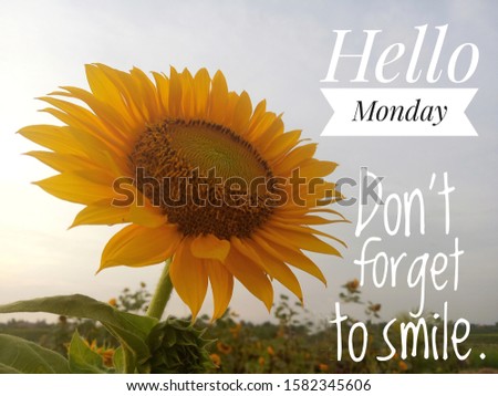 Inspirational motivational quote - Hello Monday, do not forget to smile. With background of morning sunlight and beautiful sunflower blossom in the garden closeup. Monday greeting concept.