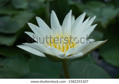 White lotus blooming in pond.