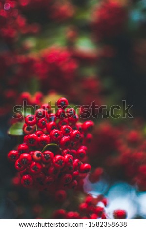 Close up picture of ashberry tree. Bright red berries, blurry background. Copy space