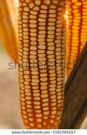 Corn texture. Yellow corns as background. Corn vegetable pattern.