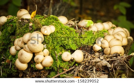 Fungus on a tree stump covered with moss 