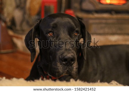Cute portrait of a beautiful black Great Dane dog