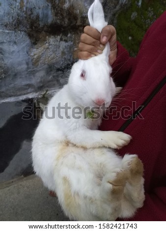 The beautiful view of the rabbit in the hands of the cute girl. 