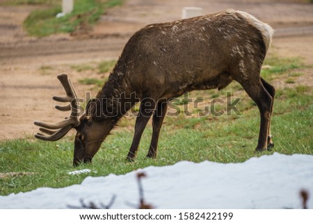 Elk, Cervus canadensis, also known by their Native American name wapiti, are among the largest and most abundant wild animals in Rocky Mountain National Park. 