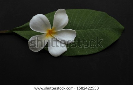 top view fresh white Plumeria flower isolated with a black background